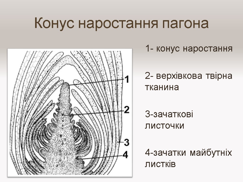 Конус наростання пагона 1- конус наростання 2- верхівкова твірна тканина 3-зачаткові листочки 4-зачатки майбутніх